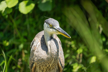 great blue heron