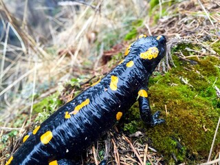 Close up of cute salamander in the forest