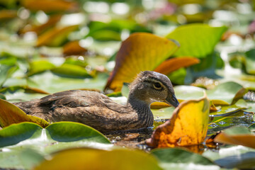 duck with water lily