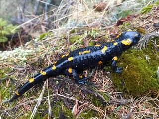 Close up of cute salamander in the forest