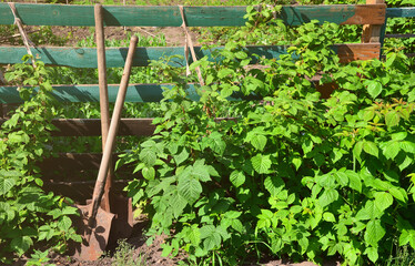 An old rusty shovel near the raspberry bushes, which grow next to the wooden fence of the village garden. Background image associated with seasonal harvests and long-term garden work