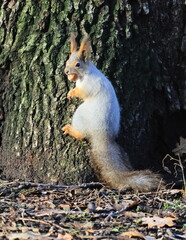 squirrel in the park