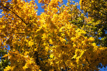 Yellow autumn leaves on trees against blue sky