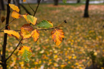 Naklejka na ściany i meble Autumn leaves on a tree