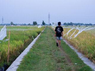 Obraz premium people are walking in the rice fields in the afternoon, with rice ready to be harvested.
