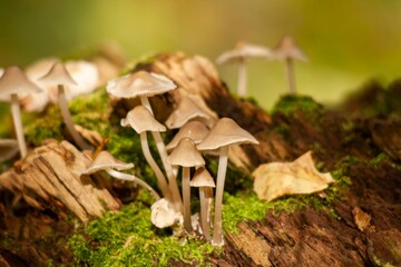 Vibrant shot of small mushrooms growing on a log in a lush, green grassy area