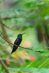 Fototapeta premium Woodnymph perched on a branch of a tree with lush green foliage in the background.