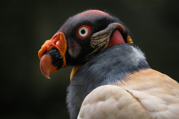 King Vulture - Sarcoramphus papa, portrait of beatiful large vulture from Central America forests,...