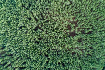 An aerial overhead view of summer green pine trees forest.