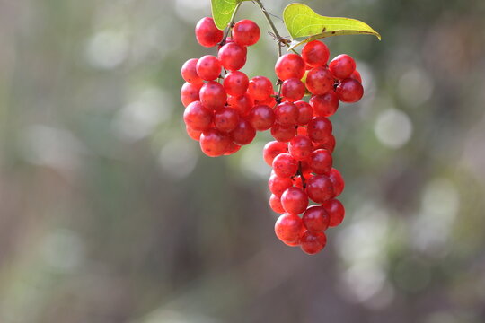 Smilax aspera is a perennial, evergreen climber with a flexible and delicate stem, with sharp thorns