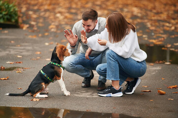 Sitting, playing with animal. Lovely couple are with their cute dog outdoors