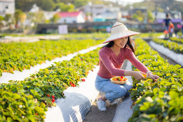 Woman go strawberry field to pick a strawberry in Miaoli of Taiwan