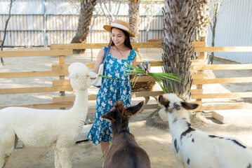 Travel woman feed Alpaca and sheep in the farm zoo park