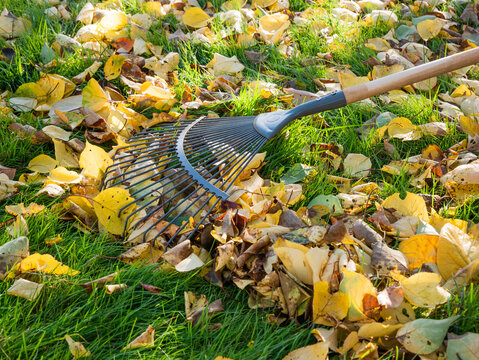 Pile of fallen leaves with a rake in autumn on the lawn. Close-up.