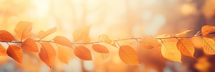 Colorful universal natural panoramic autumn background for design with orange leaves and blurred background. - obrazy, fototapety, plakaty