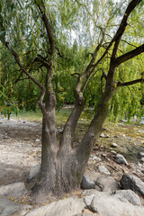 Meran in Südtirol - Italien und der Fluß Etsch