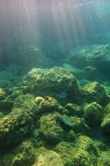 Green ocean, swimming fish and rocky seabed. Seascape in the shallow sea, rocks with algae and...