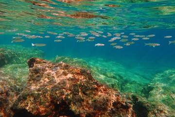 Marine life in the sea, underwater photography from snorkeling. School of fish and rocks in the shallow turquoise ocean. Calm water surface with reflections. Aquatic wildlife, travel photo.