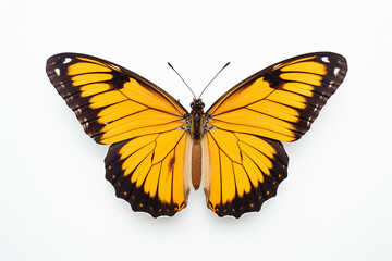 Naklejka premium Butterfly, Butterfly Isolated In White, Butterfly In White Background