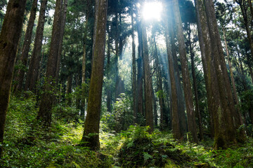 Sunlight flare over the greenery forest in Alishan national park at Taiwan