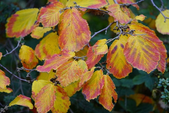 Hamamelis × intermedia, the hybrid witch hazel, is a flowering plant in the family Hamamelidaceae.