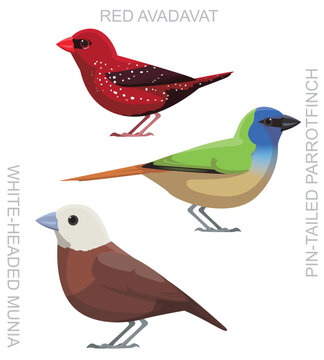 Cute Bird Munia Avadavat Parrotfinch Set Cartoon Vector
