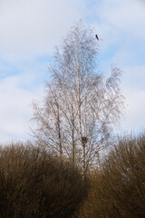 a gray crow in a birch branch above its nest