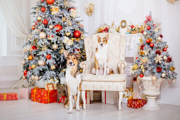 Happy New Year, Christmas holidays and celebration, Dog (pet) in the room near the Christmas tree