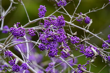 
Callicarpa bodinieri, or Bodinier's beautyberry, is a species of flowering plant in the genus...