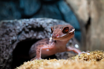 ハイナントカゲモドキ