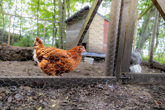 Free range brown chicken behind a wire enclosure in the woods, with a chicken coop in the background