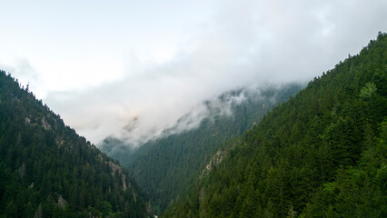 Fototapeta na wymiar Mountain covered with forests. Aerial view forest. The mountain range is a natural protected area. A cloud has fallen over the forest