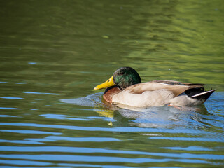 Obraz premium マガモ