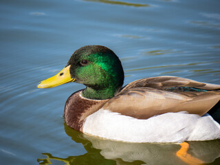 Obraz premium マガモ