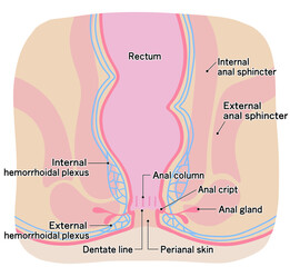 Obraz premium 健康な肛門周りのシンプルなイラスト