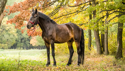 Horse at red nature . Animal in autumn
