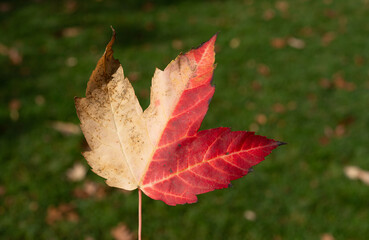 red and yellow maple leaf isolated on an autumn lawn