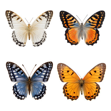 collection Butterflies on white background