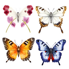 collection Butterflies on white background.