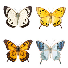 collection Butterflies on white background.