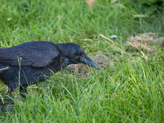 Fototapeta premium カラス