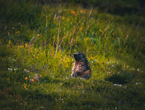 marmot in the groud