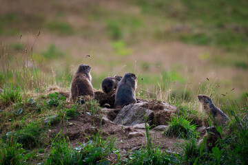 family  marmot in the groud