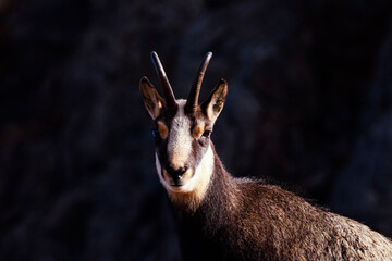 close up of a chamois in the mountain 