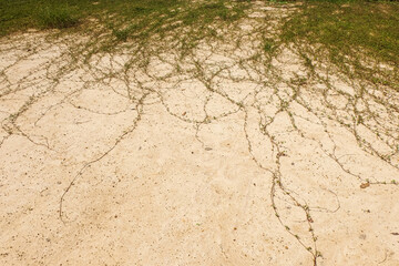 Grass and creepers on the ground.