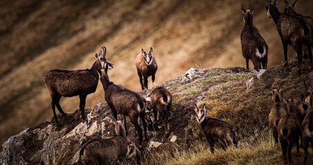 chamois in the wild