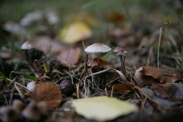 Pilz im Wald