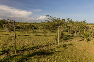 Fototapeta na wymiar Fence of a camp near Masai Mara National Reserve, Kenya