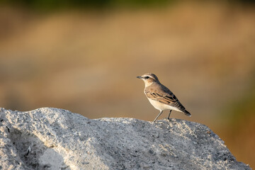 Northern wheatear or Oenanthe Oenanthe spring small bird migration sitting on the rock soft background