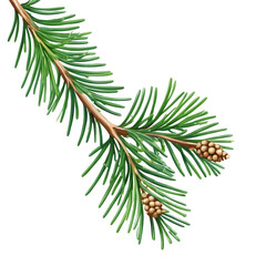 Naklejka premium christmas tree branches with cones